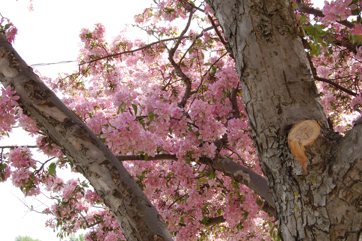 The Sanctimonious Sect of Nothing Is Sacred / L’Édifiante secte de rien (n’)est sacré: A residency&nbsp;begins…